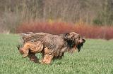 BRIARD 150